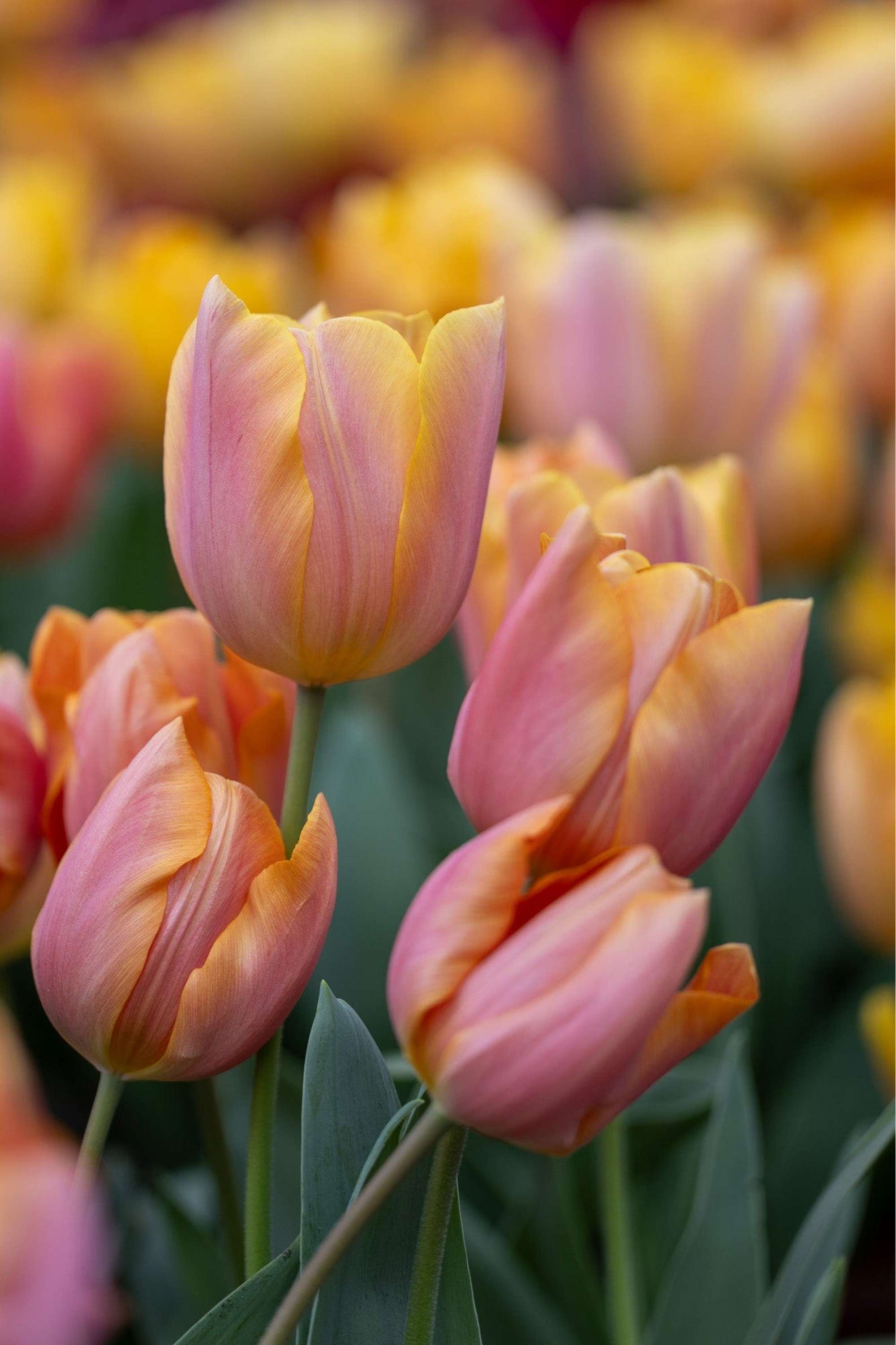 Tulpe 'Jimmy'